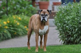 Buster senior